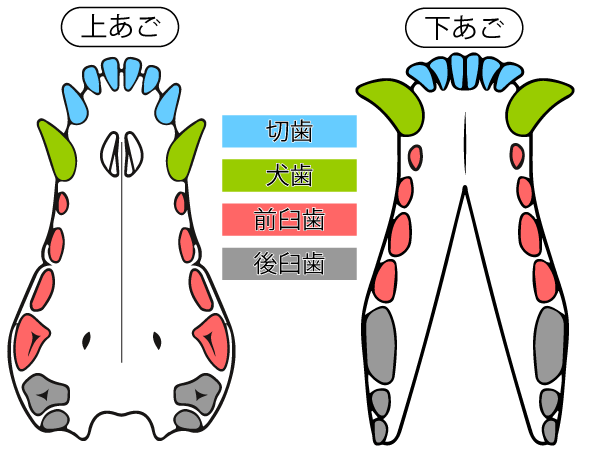 Web問診票 犬の歯医者さん Ocean S Dog Dental Clinic