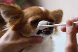犬の歯医者さんコンセプト01画像