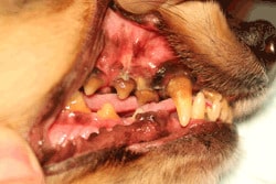 歯石除去 スケーリング 犬の歯医者さん Ocean S Dog Dental Clinic