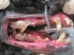 犬の歯石